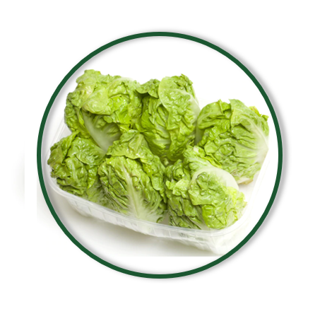 SUCRINE LETTUCE (6/PC)