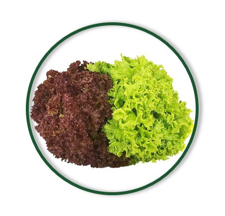 LOLLO MIXED LEAVES (160/GR)