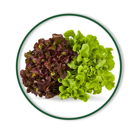 OAK MIXED LEAVES (160/GR)