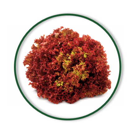 LOLLO ROSSO LEAVES (160/GR)	