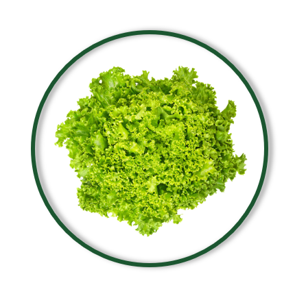 LOLLO VERDE LEAVES (160/GR)