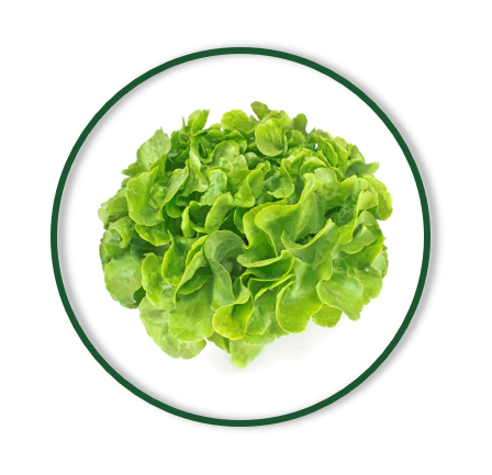 GREEN OAK LEAVES (160/GR)